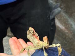 -上海大自然野生昆虫馆(东方明珠·爬宠昆虫探索中心)