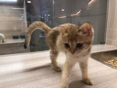 -飞行喵MR PILOT|猫舍·猫咖(静安大融城店)