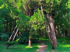 -上海共青森林公园