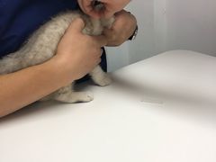 -伟伟宠物医院·CT影像中心·瑞派犬猫综合性门诊(汉口总院)