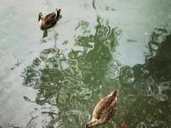 -西湖游船