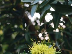 -中国科学院华南植物园