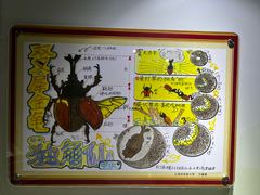 -上海昆虫博物馆