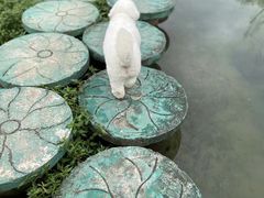 -靖西鹅泉风景区