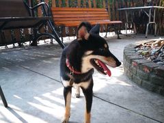 -柴犬高等学院·狗咖·柴犬售卖·宠物训练