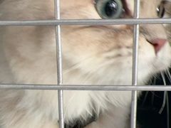 -艾吉宠物医院·疑难杂症转诊中心·猫友好(碧江路院)