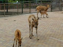 -无锡动物园·太湖欢乐园
