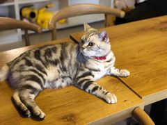 -平行世界·猫咖(首经贸店)