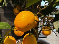 -松针蔡记蒸饺(花园路店)