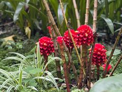 -中国科学院西双版纳热带植物园