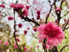 -海棠花溪(元大都城垣遗址公园)