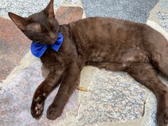 -喵屿·大理花园猫咖