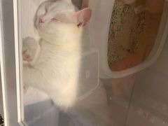 -PETKIT小佩宠物·低压洗护(国顺东路店)