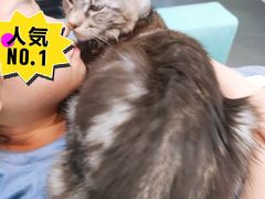 -十年猫舍·猫咪专门店(普陀店)
