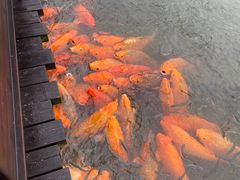 -乌镇东栅景区