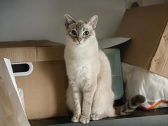 -芭比堂动物医院·CT·微创中心(新顺分院)