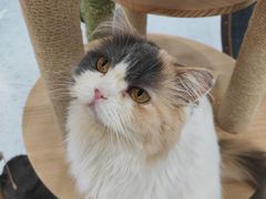 -喵园·猫主题咖啡厅·撸猫·猫咖(国贸店)