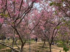 -天适樱花悠乐园