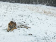 -西安秦岭野生动物园