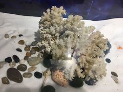-海中洲渔社
