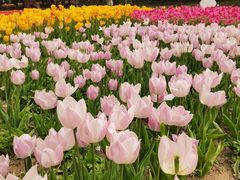 -石家庄市植物园