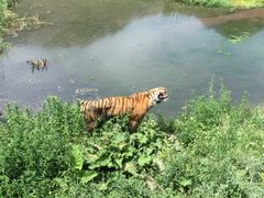 -新疆天山野生动物园