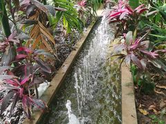 -呀路古热带植物园