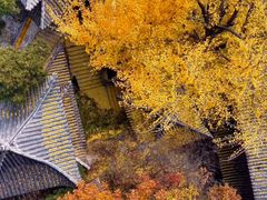 -遵化市禅林寺古银杏风景园