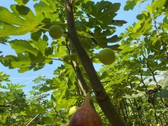 -武汉世外桃源农庄