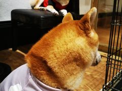 -猫色咖啡·猫咖