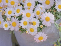 -循礼门鲜花花市(武汉循礼门店)