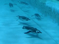 -帝企鹅自助餐厅•儿童岛•真企鹅(长隆企鹅酒店)