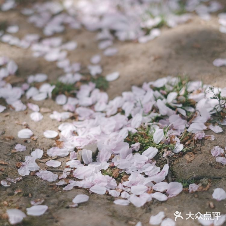 苏城浪漫樱花实录🌸
