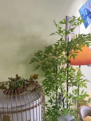 -变美丽半永久纹眉连锁·机器野生眉•洗眉