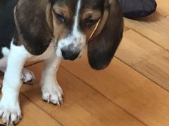-喜柴咖啡·柴犬狗咖