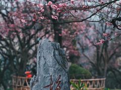 -梅花山(明孝陵内)
