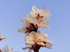 -桃花堤公园