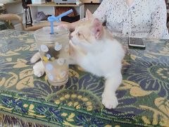 -平行世界·猫咖(首经贸店)