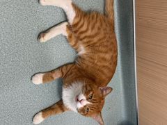 -瑞派·关忠动物医院·猫专科·犬专科(三环新城店)