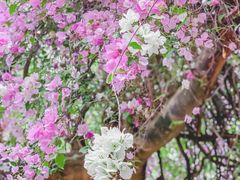 -深圳国际园林花卉博览园