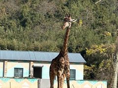 -杭州野生动物世界