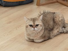 -有喵·猫咖·狗咖·30几只猫10只小狗(岗厦店)