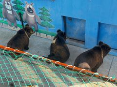 -青藏高原野生动物园