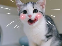 -lincat·猫舍(广州店)