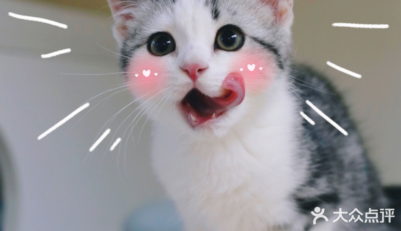 我有猫🐱了，你呢⁉️新手养猫请多关照‼️