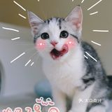 我有猫🐱了，你呢⁉️新手养猫请多关照‼️