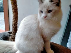-猫友咖啡店(玉林西路店)