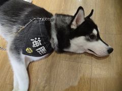-Husky Go! 哈士奇体验馆·宠物咖啡厅狗咖