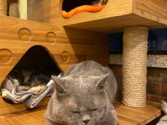 -more than meow吴止猫主题餐厅(承德 中船汇店)