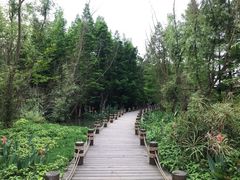 -桤木河湿地公园